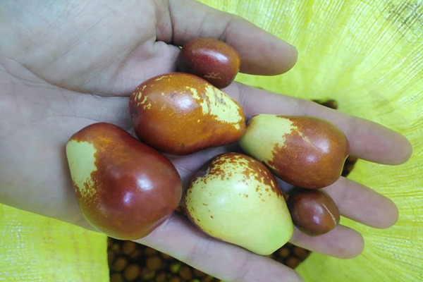 تصویر 3 از خرید عناب گلابی شکل + قیمت فروش استثنایی